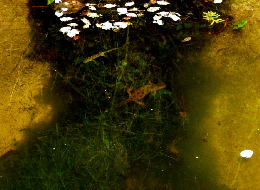 Il Laghetto del Centro di Entomologia - Piombino (LI)